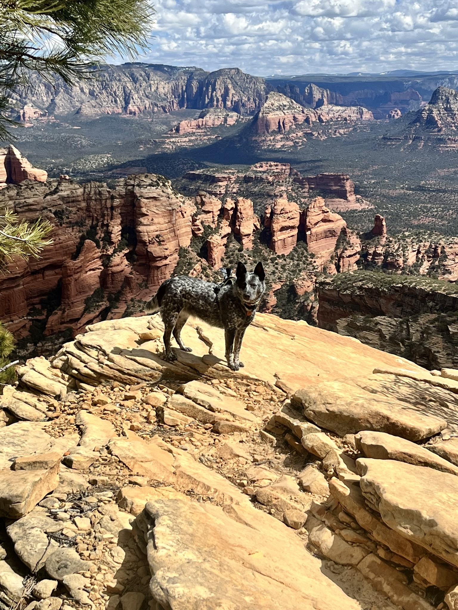 Cathedral Rock Trail